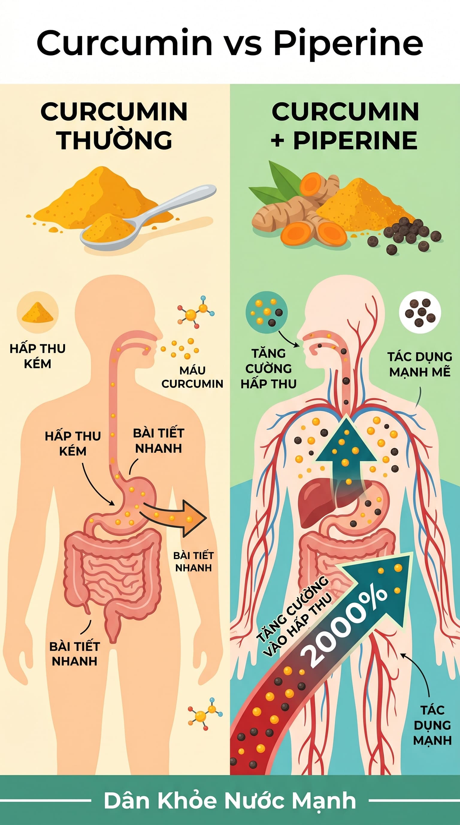 Curcumin & Piperine: Bí Mật Để Kích Hoạt Quyền Năng Của Nghệ