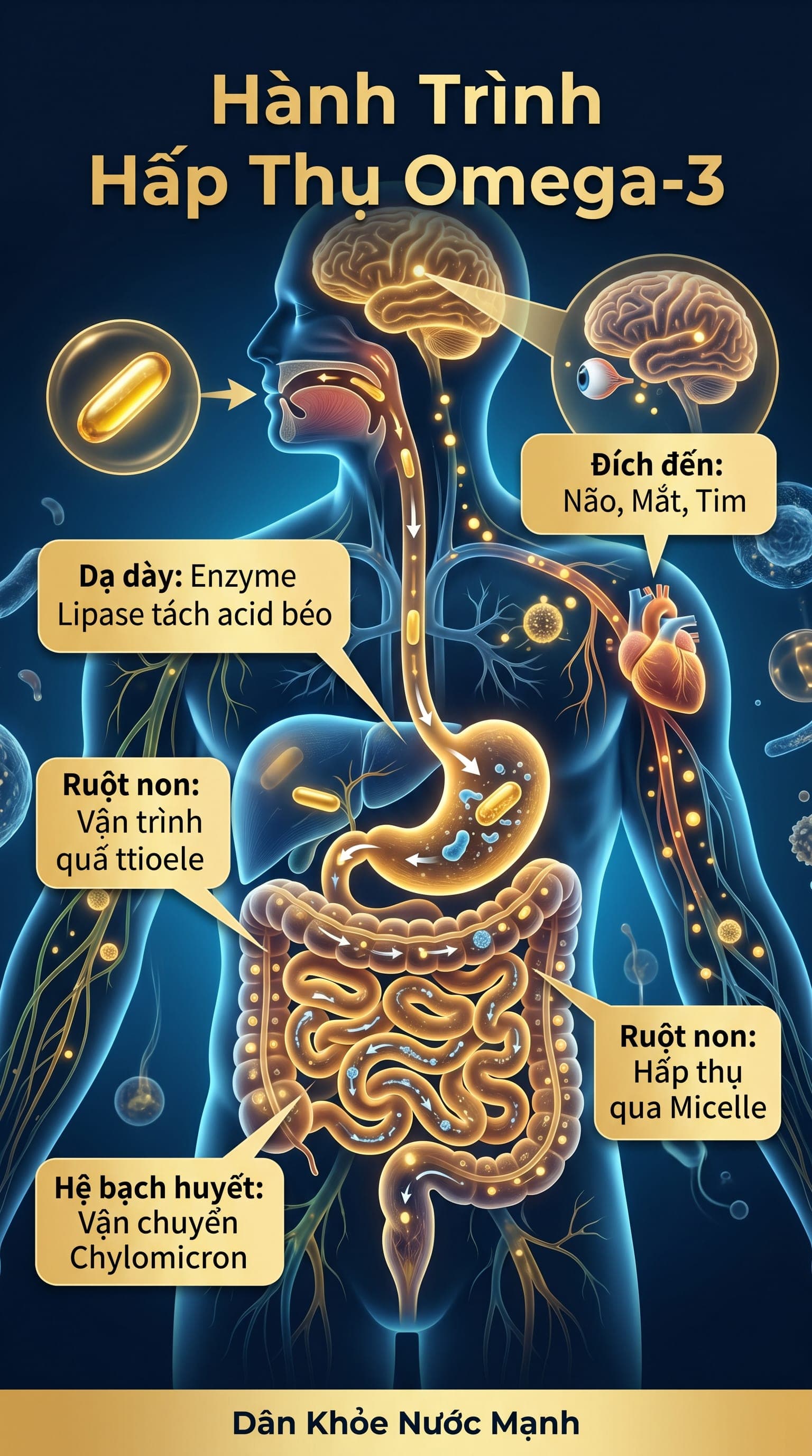 Hành Trình Của Omega-3: Từ Viên Uống Đến Khi Nuôi Dưỡng Não, Mắt Và Tim