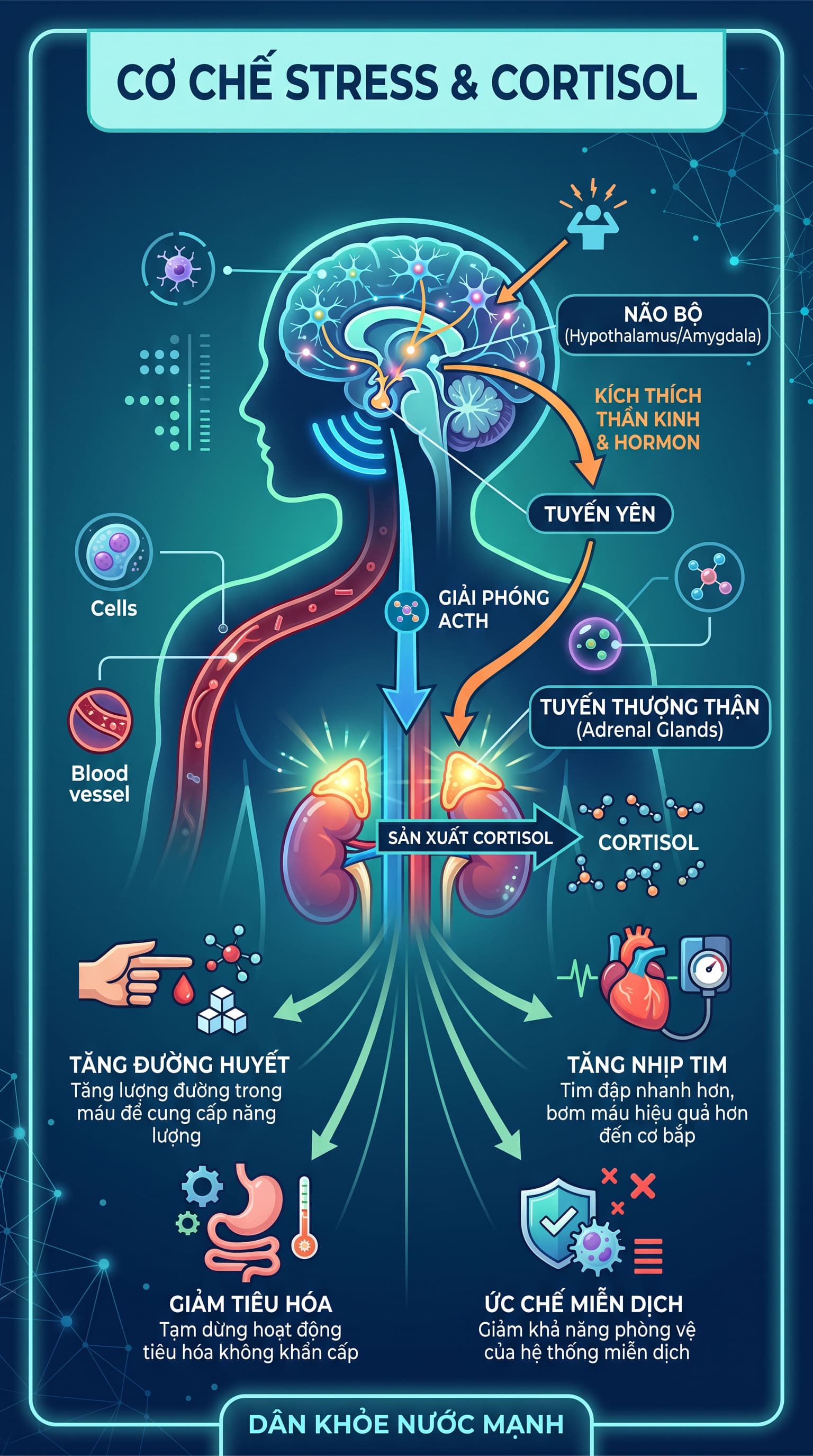 Stress Và Cortisol: Tại Sao Căng Thẳng Kéo Dài Lại Tàn Phá Cơ Thể Bạn?